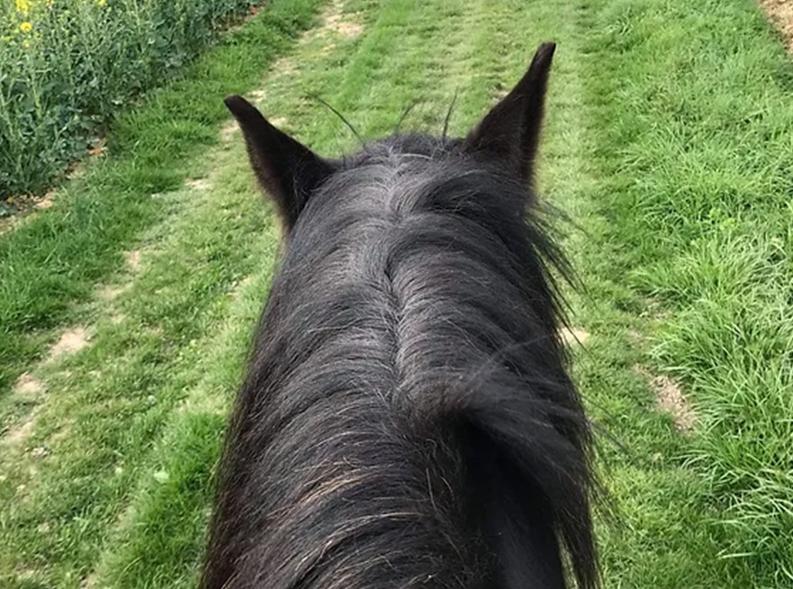 équitation auberge du moulin à vent - balade